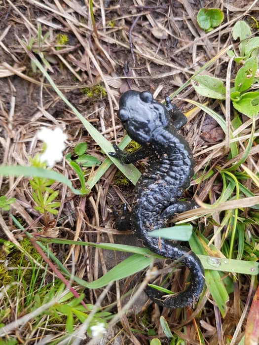 Daniel 2.340 m, Upsspitze 2.332 m, Hochschrutte 2.247 m (Wanderung) Daniel Hochschrutte Upsspitze 16