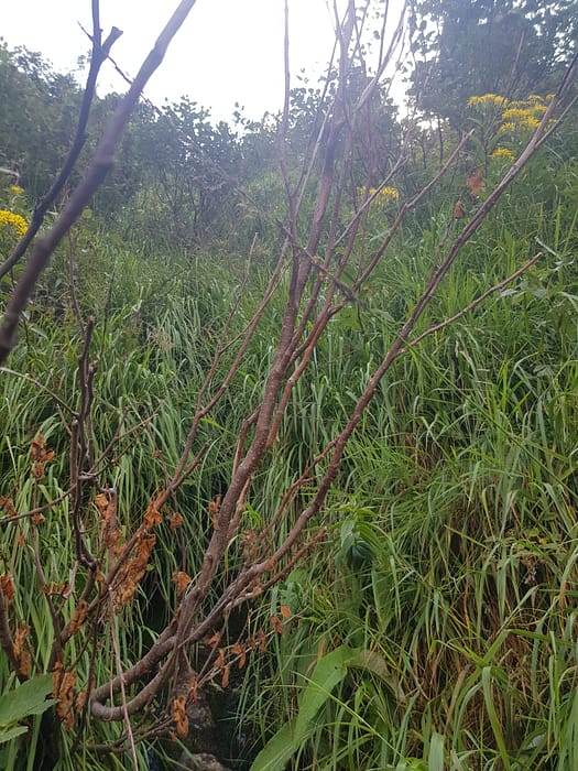 Gaulspitze 2.411 m (Wanderung) Gaulspitze 2.411 m Wanderung 18