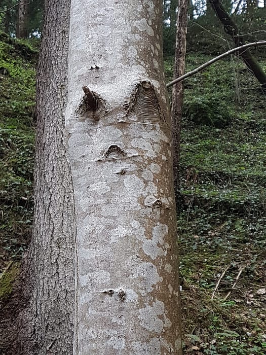 Vogellehrpfad & Schleierwasserfall (Themenwanderweg) Vogellehrpfad Schleierwasserfall Themenwanderweg 4
