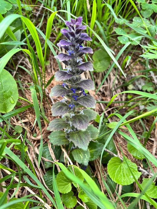 Essener- und Rostocker Hütte 2.208 m (Wanderung) Essener und Rostocker Huette 2.208 m Wanderung 5