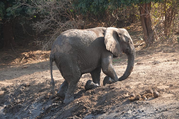 Lower Zambezi Nationalpark - Game drive Elefant