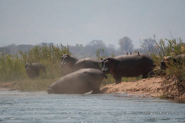 Lower Zambezi Nationalpark - Game drive Flusspferd