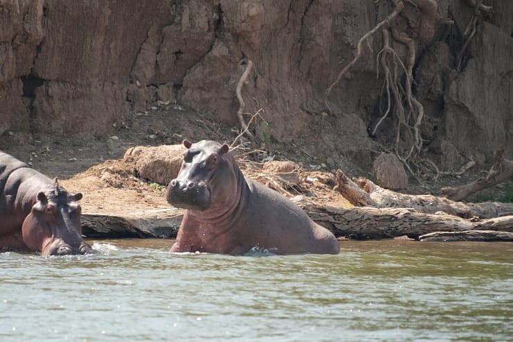 Lower Zambezi Nationalpark - Game drive Flusspferd