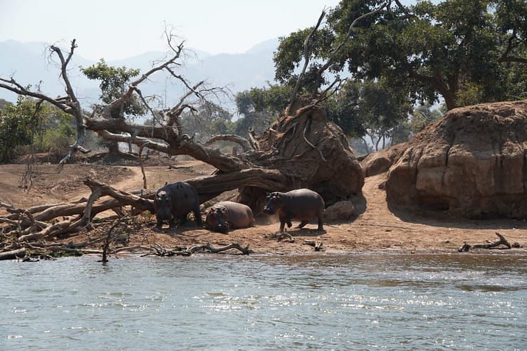 Lower Zambezi Nationalpark - Game drive Flusspferd