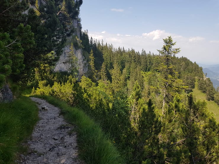 Königsstand 1.453 m (Wanderung) Königsstand 4