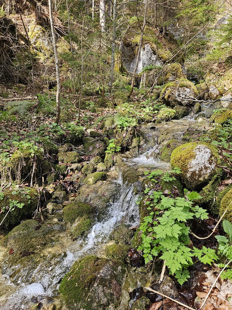 Pletzachkogel 1.544 (Wanderung) Pletzachkogel 1.544 Wanderung 12