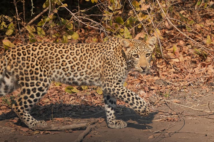 Lower Zambezi Nationalpark - Game drive Lower Zambezi Nationalpark 2