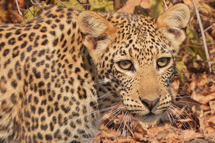 Lower Zambezi Nationalpark - Game drive Lower Zambezi Nationalpark 3