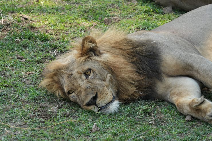 Lower Zambezi Nationalpark - Game drive Lower Zambezi Nationalpark 4