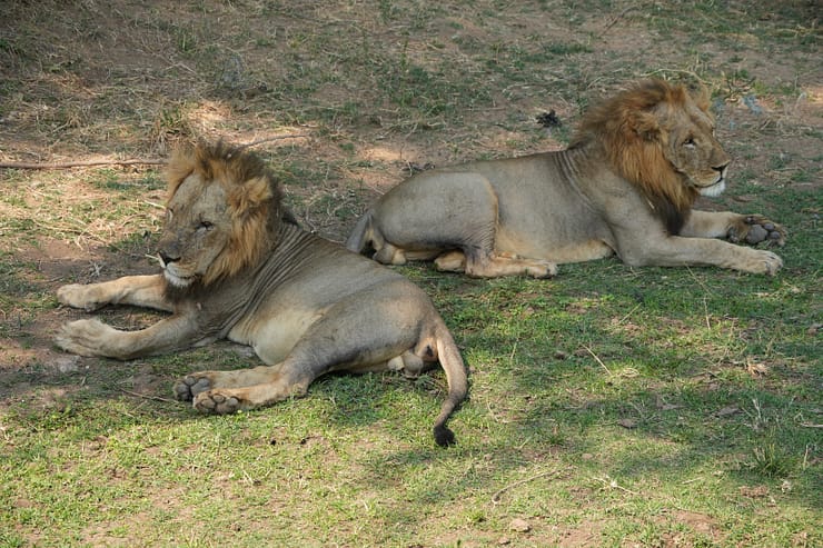 Lower Zambezi Nationalpark - Game drive Lower Zambezi Nationalpark 5