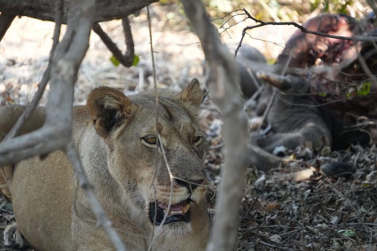 Lower Zambezi Nationalpark - Game drive Lower Zambezi Nationalpark 6
