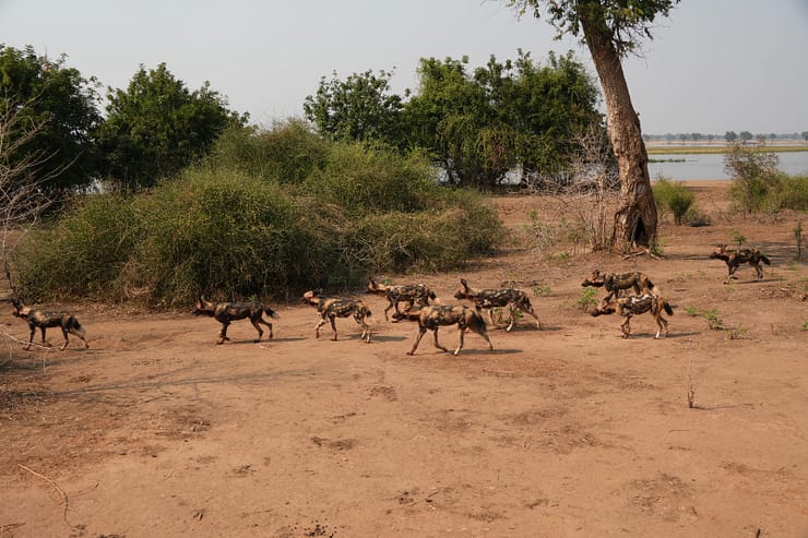 Lower Zambezi Nationalpark - Game drive Lower Zambezi Nationalpark 12