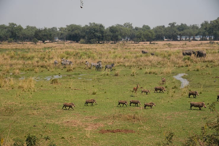 Lower Zambezi Nationalpark - Game drive Lower Zambezi Nationalpark 15