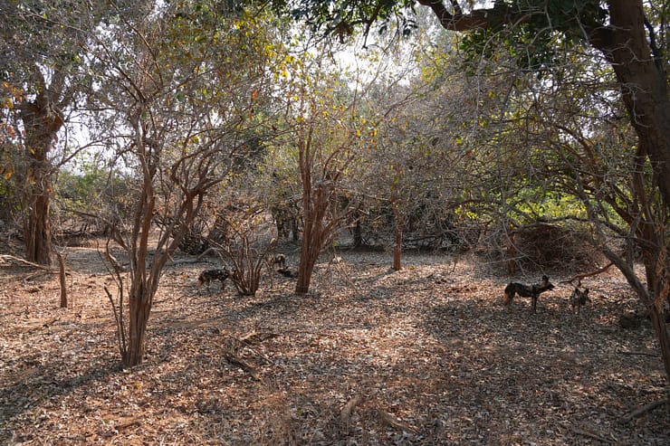 Lower Zambezi Nationalpark - Game drive Lower Zambezi Nationalpark 11