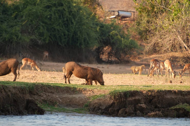 Lower Zambezi Nationalpark - Game drive Lower Zambezi Nationalpark 8