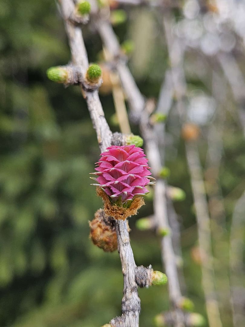 Pletzachkogel 1.544 (Wanderung) Pletzachkogel 1.544 Wanderung 19