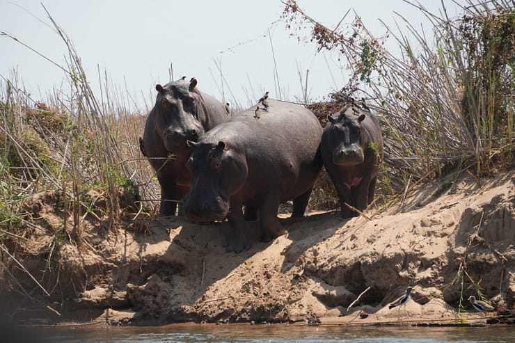 Lower Zambezi Nationalpark - Game drive Flusspferd