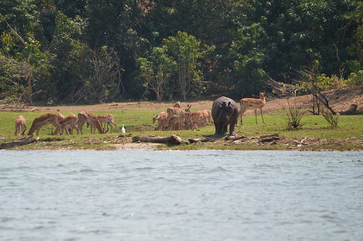 Lower Zambezi Nationalpark - Game drive Flusspferd