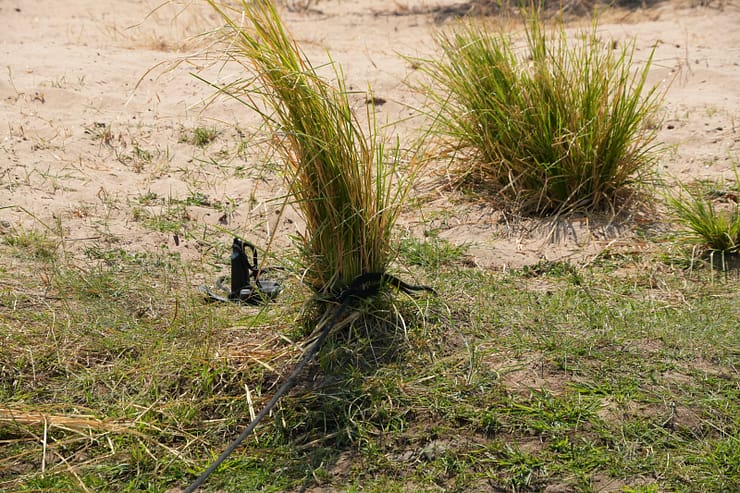 Lower Zambezi Nationalpark - Game drive Lower Zambezi Nationalpark 49
