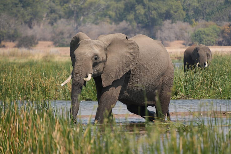 Lower Zambezi Nationalpark - Game drive Lower Zambezi Nationalpark 50
