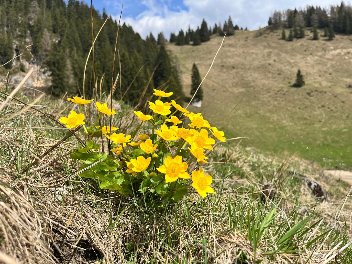 Pletzachkogel 1.544 (Wanderung) Pletzachkogel 1.544 Wanderung 1 1 scaled