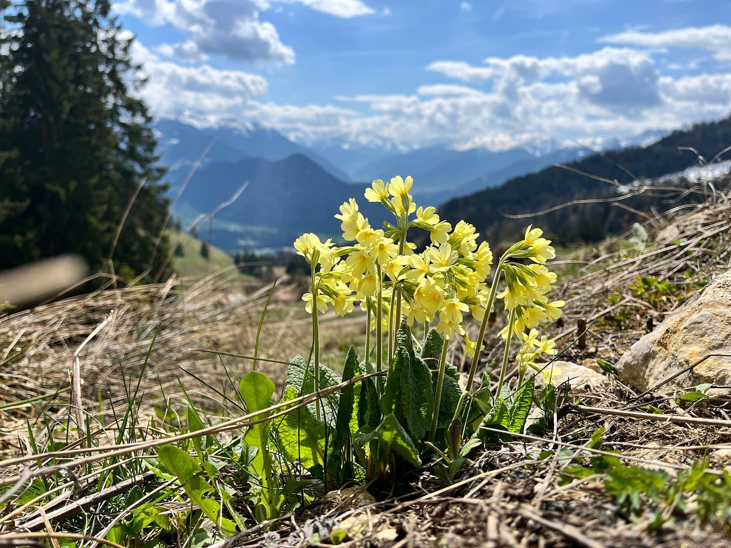 Pletzachkogel 1.544 (Wanderung) Pletzachkogel 1.544 Wanderung 2 1 scaled