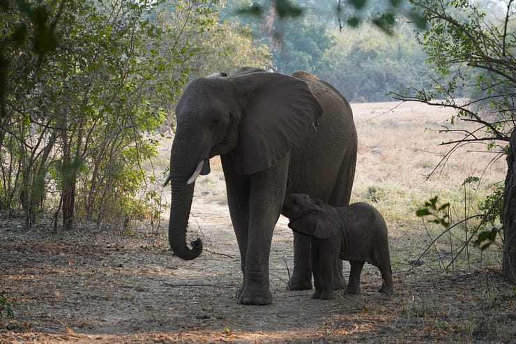 Lower Zambezi Nationalpark - Game drive Lower Zambezi Nationalpark 34 1