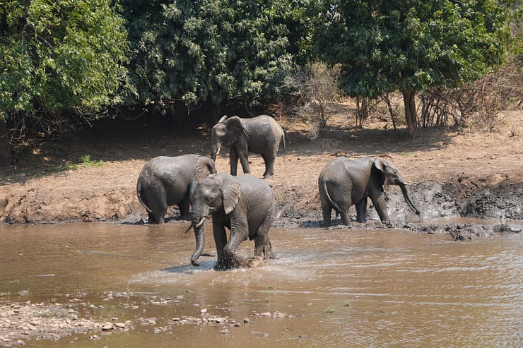Lower Zambezi Nationalpark - Game drive Lower Zambezi Nationalpark 37 1