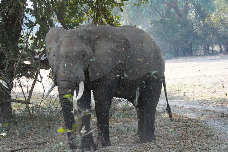 Lower Zambezi Nationalpark - Game drive Elefant