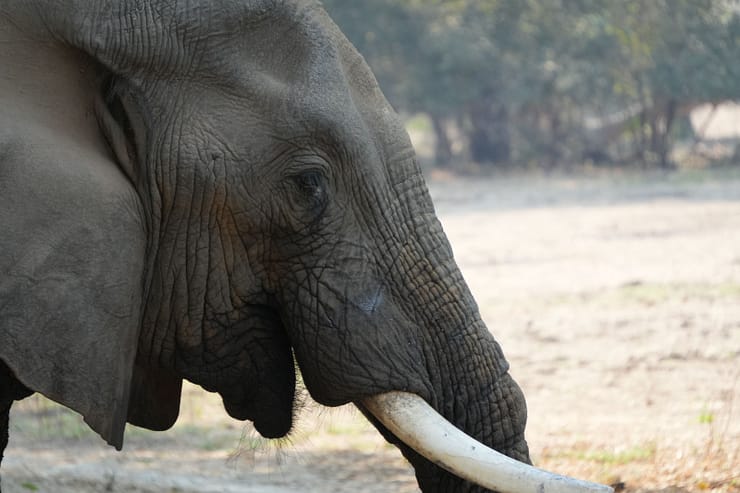 Lower Zambezi Nationalpark - Game drive Elefant