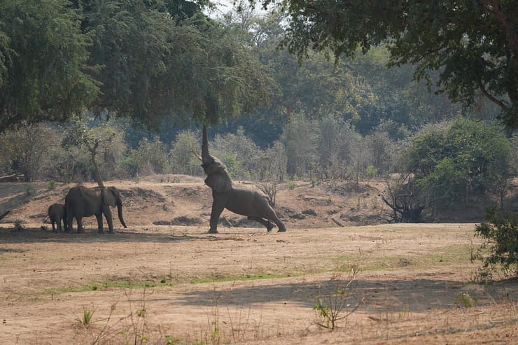 Lower Zambezi Nationalpark - Game drive Elefant