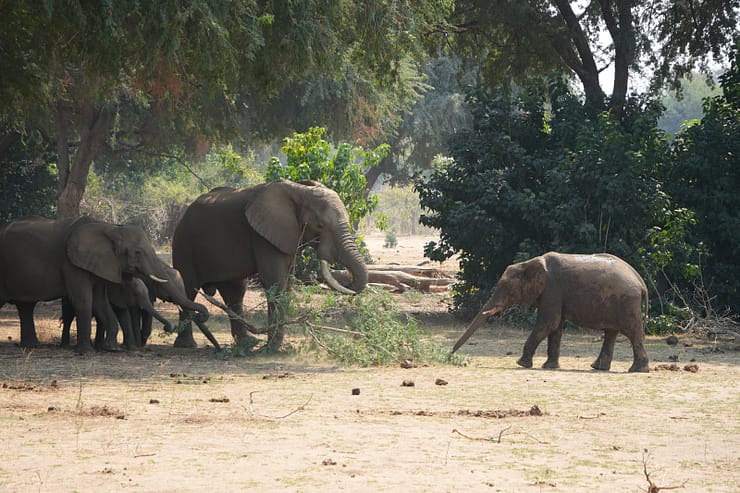 Lower Zambezi Nationalpark - Game drive Elefant