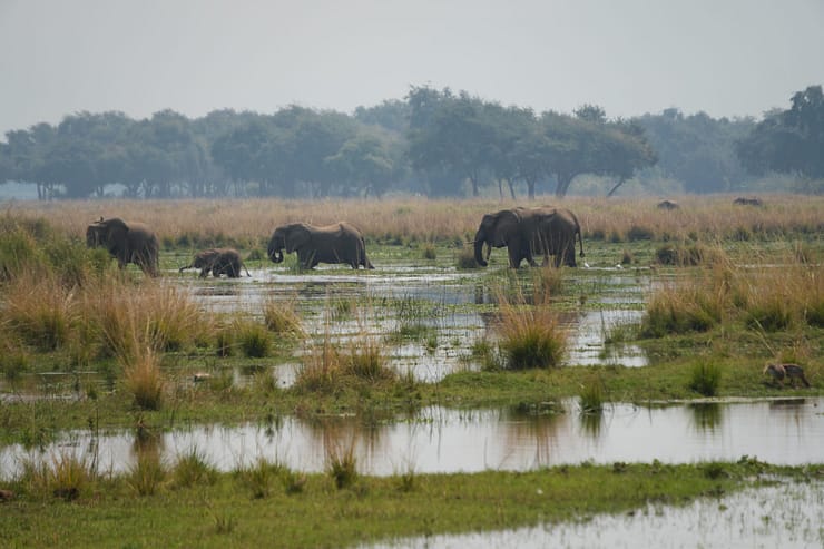 Lower Zambezi Nationalpark - Game drive Elefant