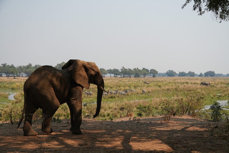 Lower Zambezi Nationalpark - Game drive Lower Zambezi Nationalpark 33 1