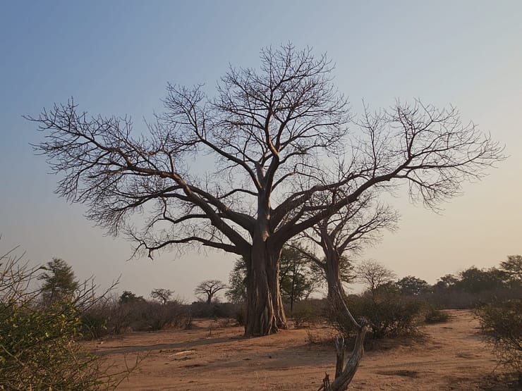 Lower Zambezi Nationalpark - Game drive Lower Zambezi Nationalpark 48