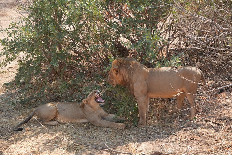 Lower Zambezi Nationalpark - Game drive Lower Zambezi Nationalpark 44