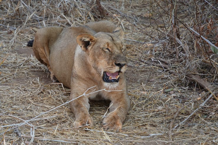 Lower Zambezi Nationalpark - Game drive Lower Zambezi Nationalpark 45