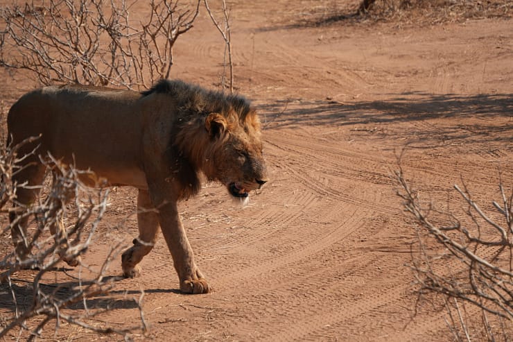 Lower Zambezi Nationalpark - Game drive Lower Zambezi Nationalpark 46