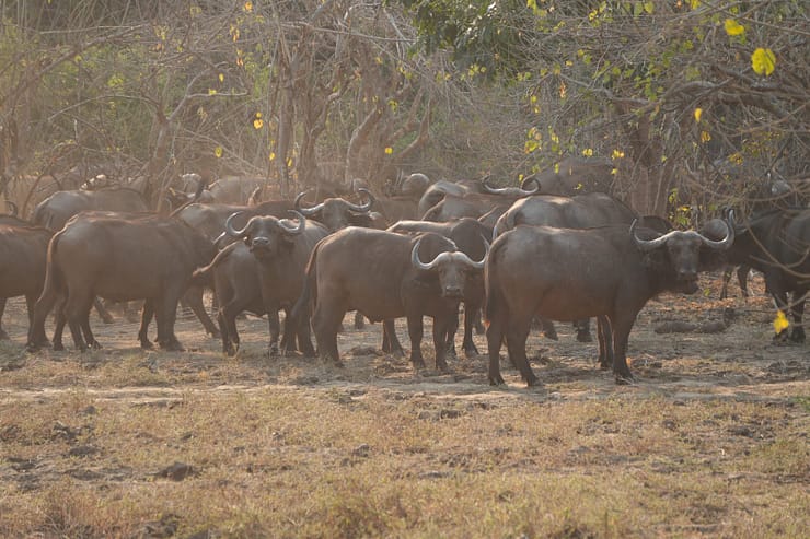Lower Zambezi Nationalpark - Game drive Lower Zambezi Nationalpark 47