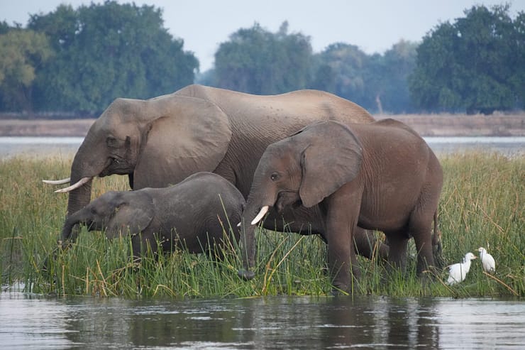 Lower Zambezi Nationalpark - Game drive Elefant