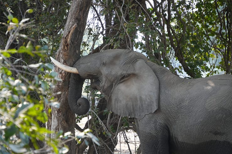 Lower Zambezi Nationalpark - Game drive Elefant