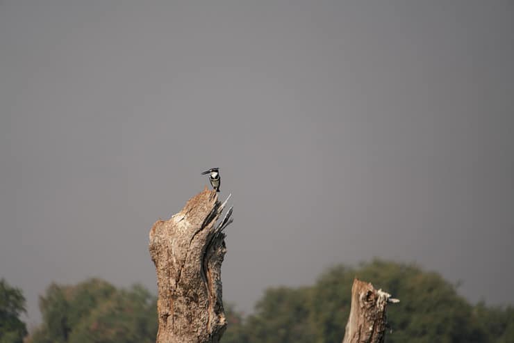 Lower Zambezi Nationalpark - Game drive Lower Zambezi Nationalpark 12 1
