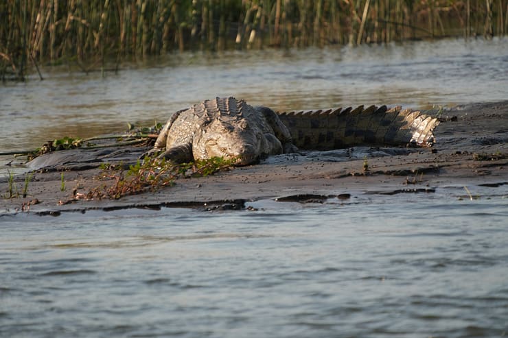 Lower Zambezi Nationalpark - Game drive Lower Zambezi Nationalpark 22