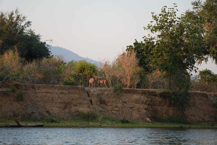 Lower Zambezi Nationalpark - Game drive Lower Zambezi Nationalpark 23