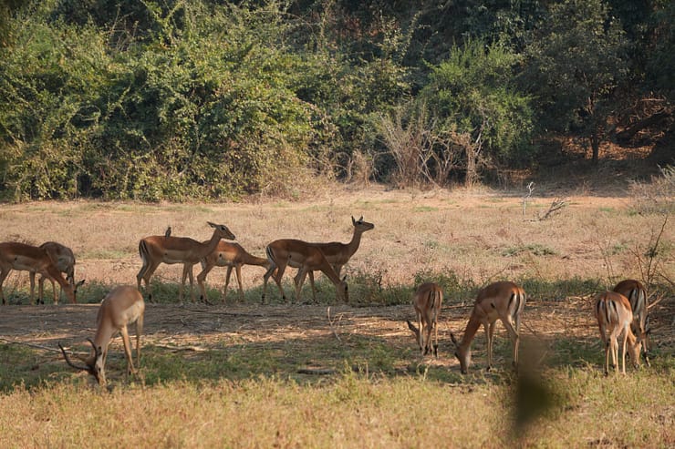 Lower Zambezi Nationalpark - Game drive Lower Zambezi Nationalpark 25