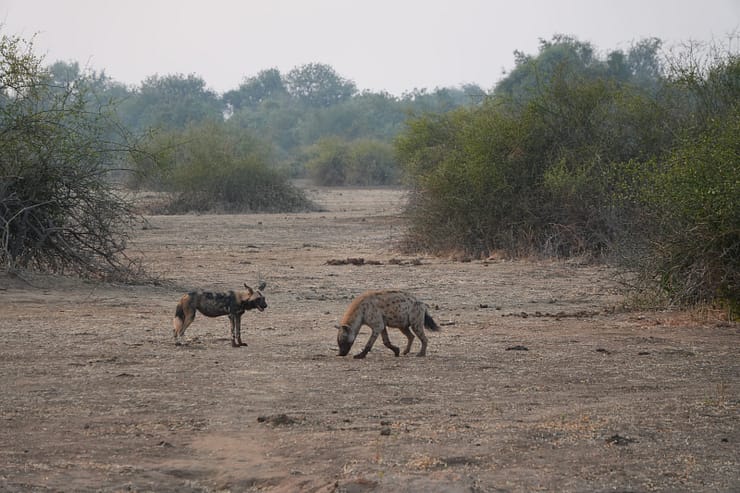 Lower Zambezi Nationalpark - Game drive Lower Zambezi Nationalpark 26