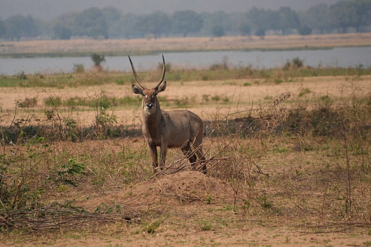 Lower Zambezi Nationalpark - Game drive Lower Zambezi Nationalpark 17
