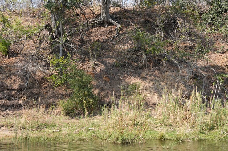 Lower Zambezi Nationalpark - Game drive Lower Zambezi Nationalpark 18