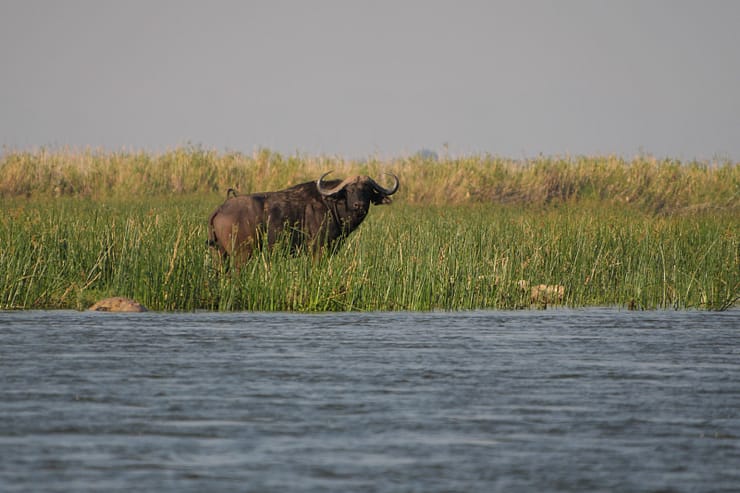 Lower Zambezi Nationalpark - Game drive Lower Zambezi Nationalpark 19