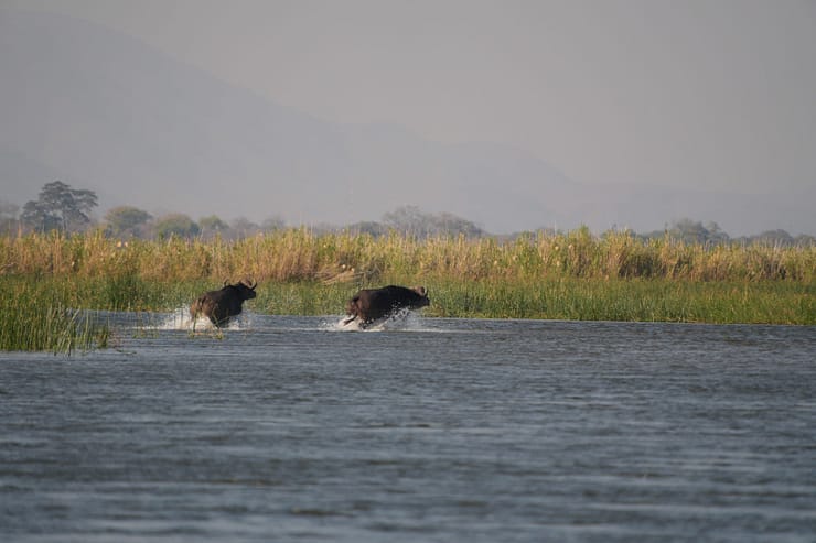 Lower Zambezi Nationalpark - Game drive Lower Zambezi Nationalpark 20